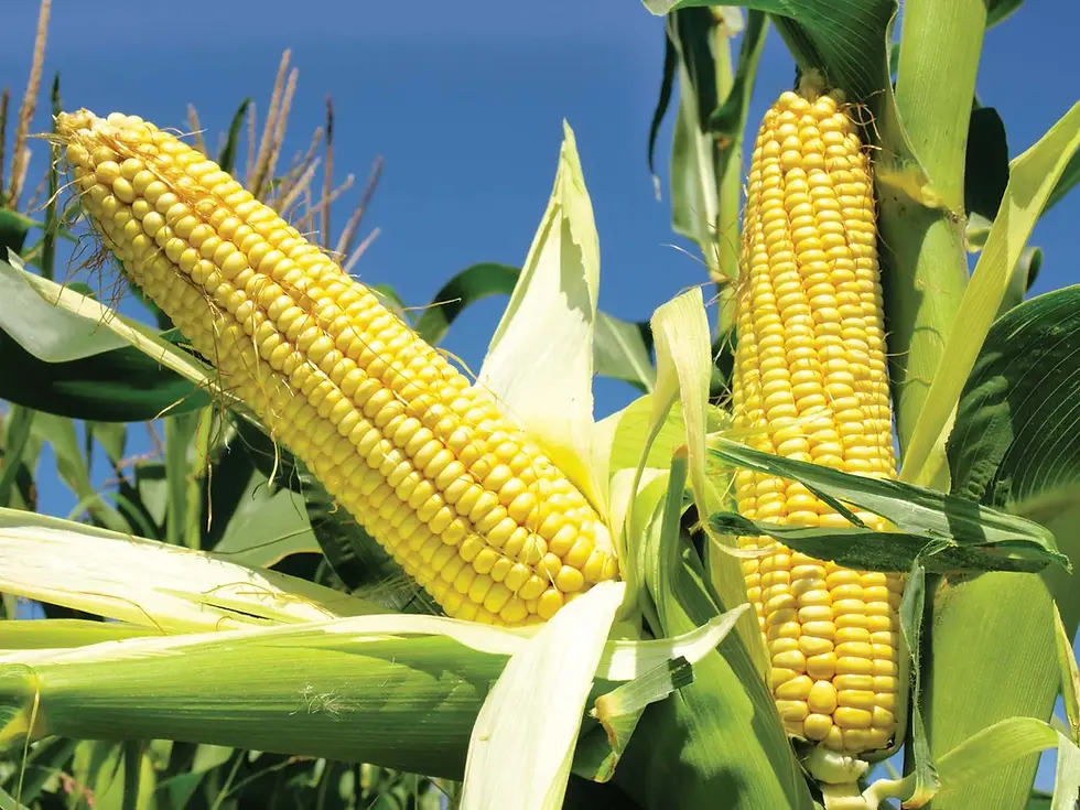 Ears-corn.webp