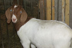 078L Doeling for sale