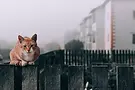 cat.webp