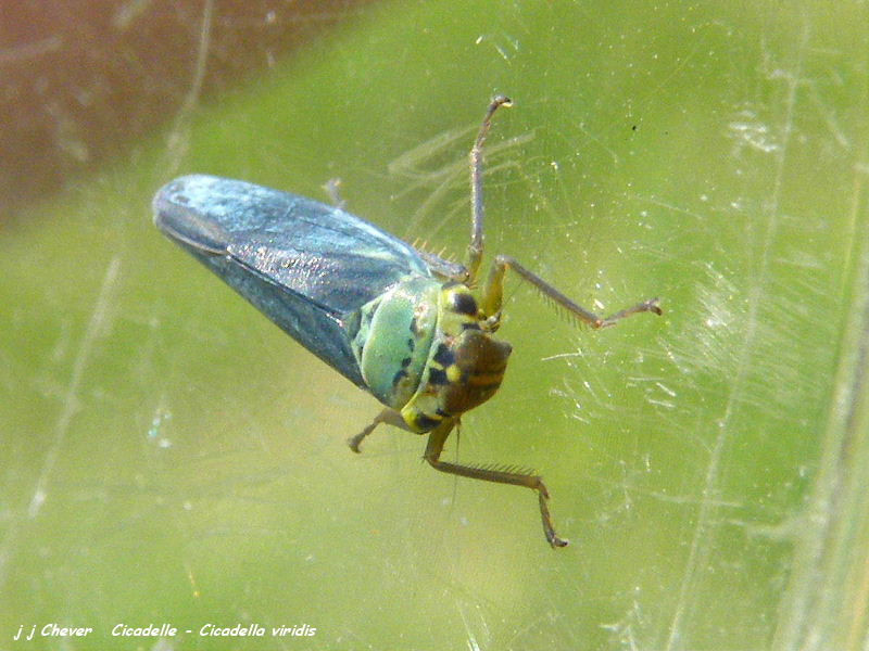 Cicadelle verte