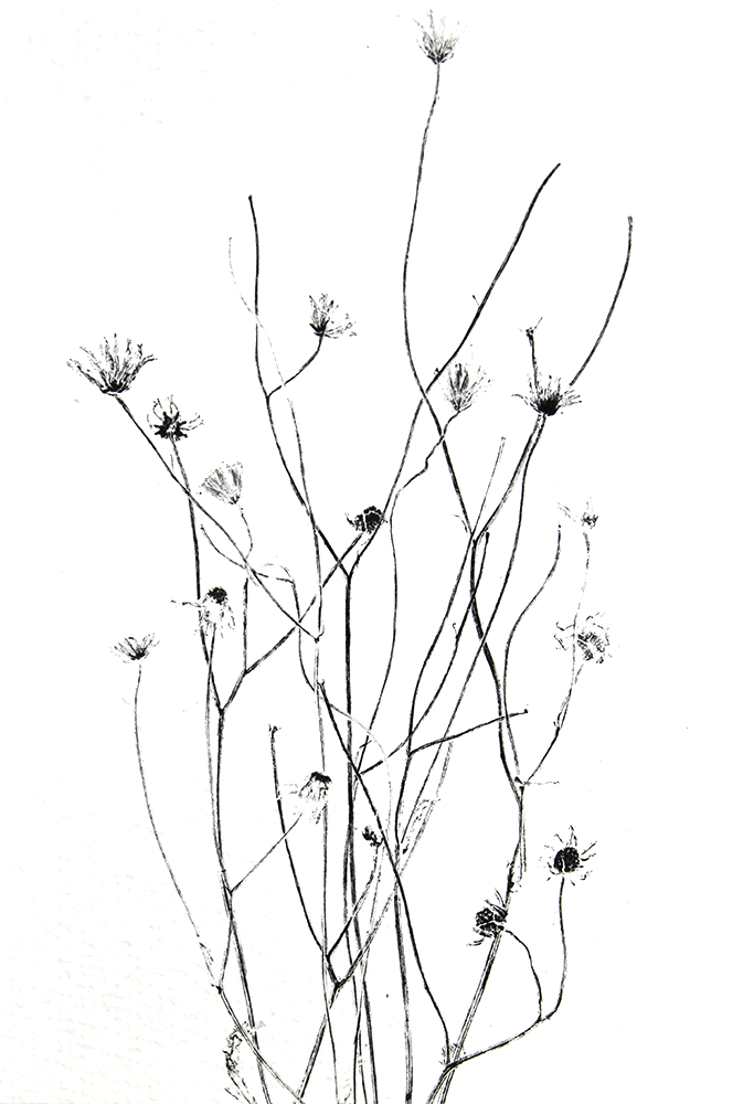 bloemen-monotype.gif