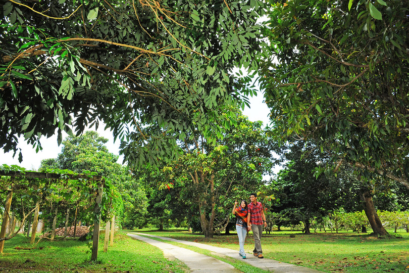 Penang Tropical Fruit Farm | Tour & Incentive Travel