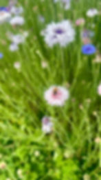 Bee on pink cornflower amid vibrant green stems, surrounded by various colored blooms, creating a lively and serene summer scene.