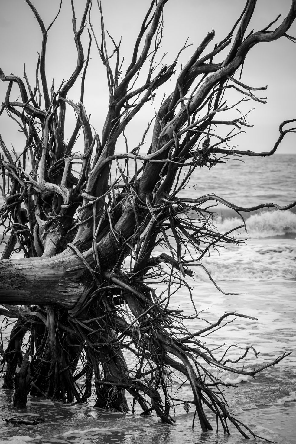 Shadowed Roots Washed Ashore
