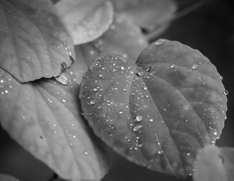 Silvered Drops on Silent Leaves