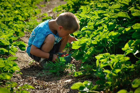 boy picking strawberries