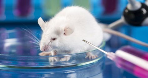 Lab Rat Island
