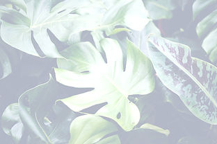 Tropical Leaves_edited_edited_edited.jpg