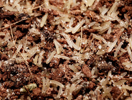 4C9A0116 - Kopie.JPG