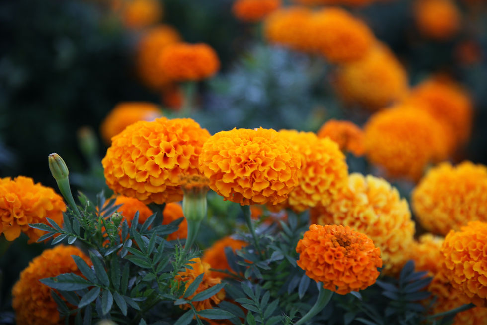 marigolds