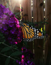Autumn's Wings