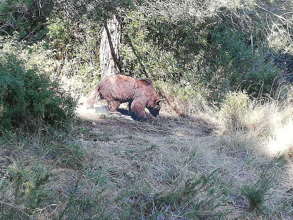 Circuit de bosc - Tir amb arc