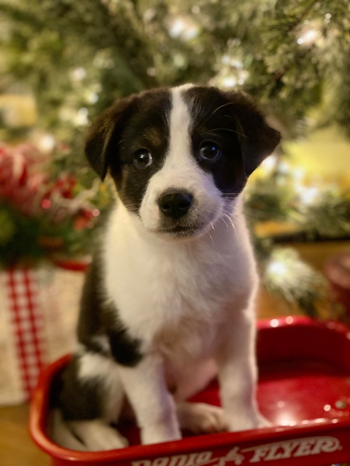 Saving Grace Animal Rescue Md : Raise The Ruff Brick Campaign Saving