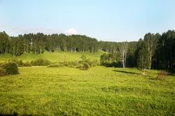 Landschaft an der Bahn mit Birken