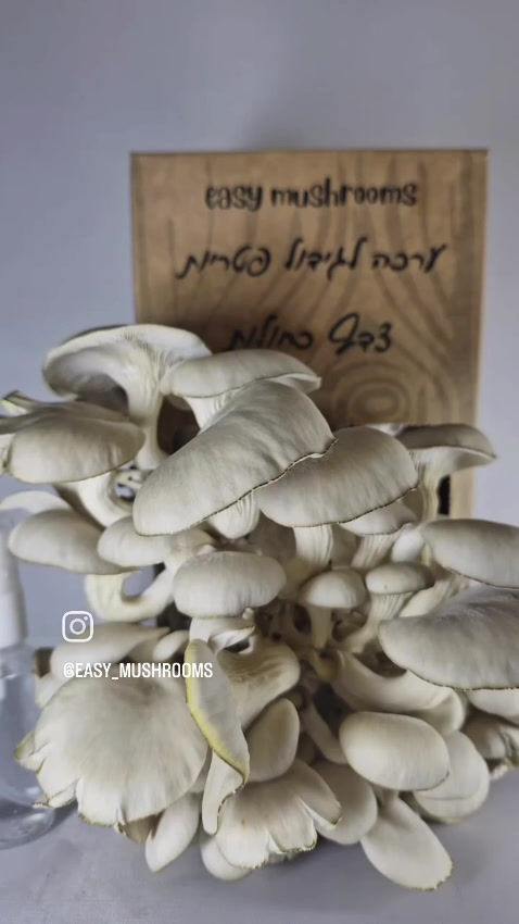 תמונה ממוזערת: ערכה לגידול פטריות צדף כחולות