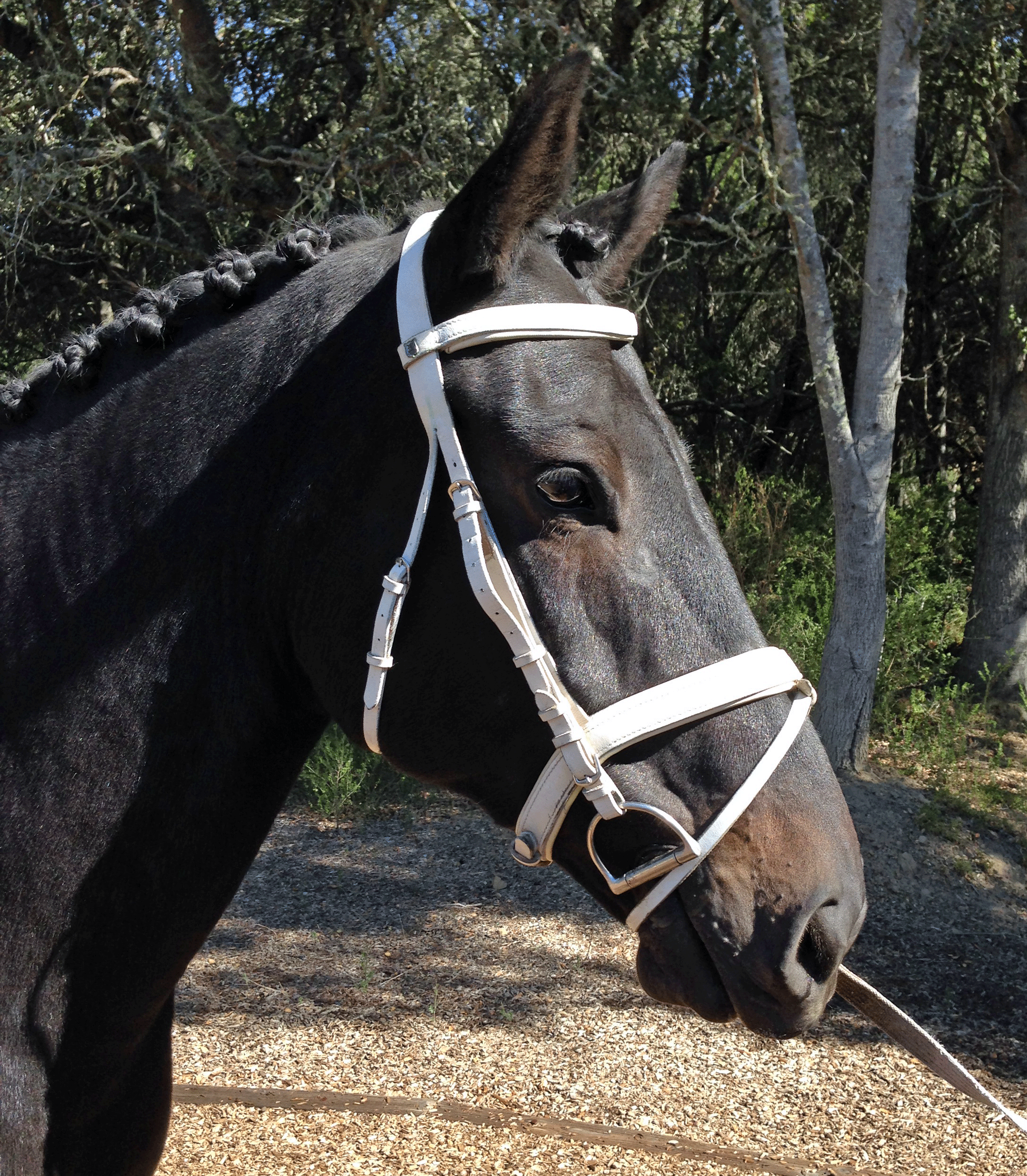 Web-Photo-Valentino.gif