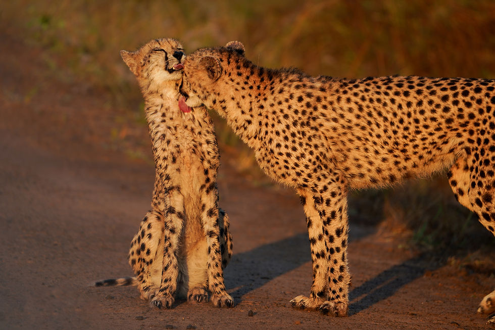 Thumbnail: Cheetahkusjes bij zonsopgang
