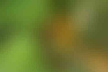 male lion through the bushes in the Okavango delta botswana