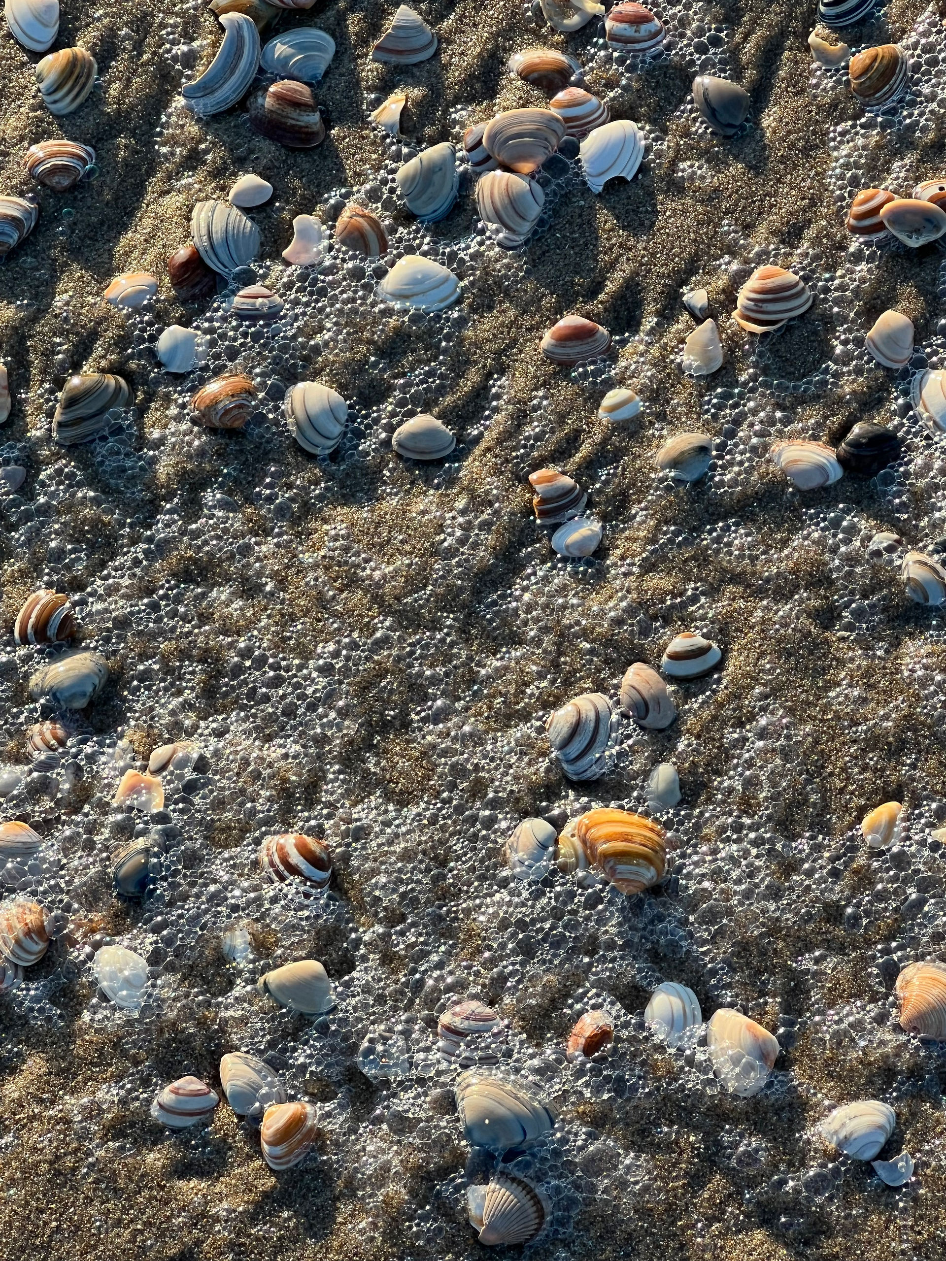 sea shells at scheveningen beach