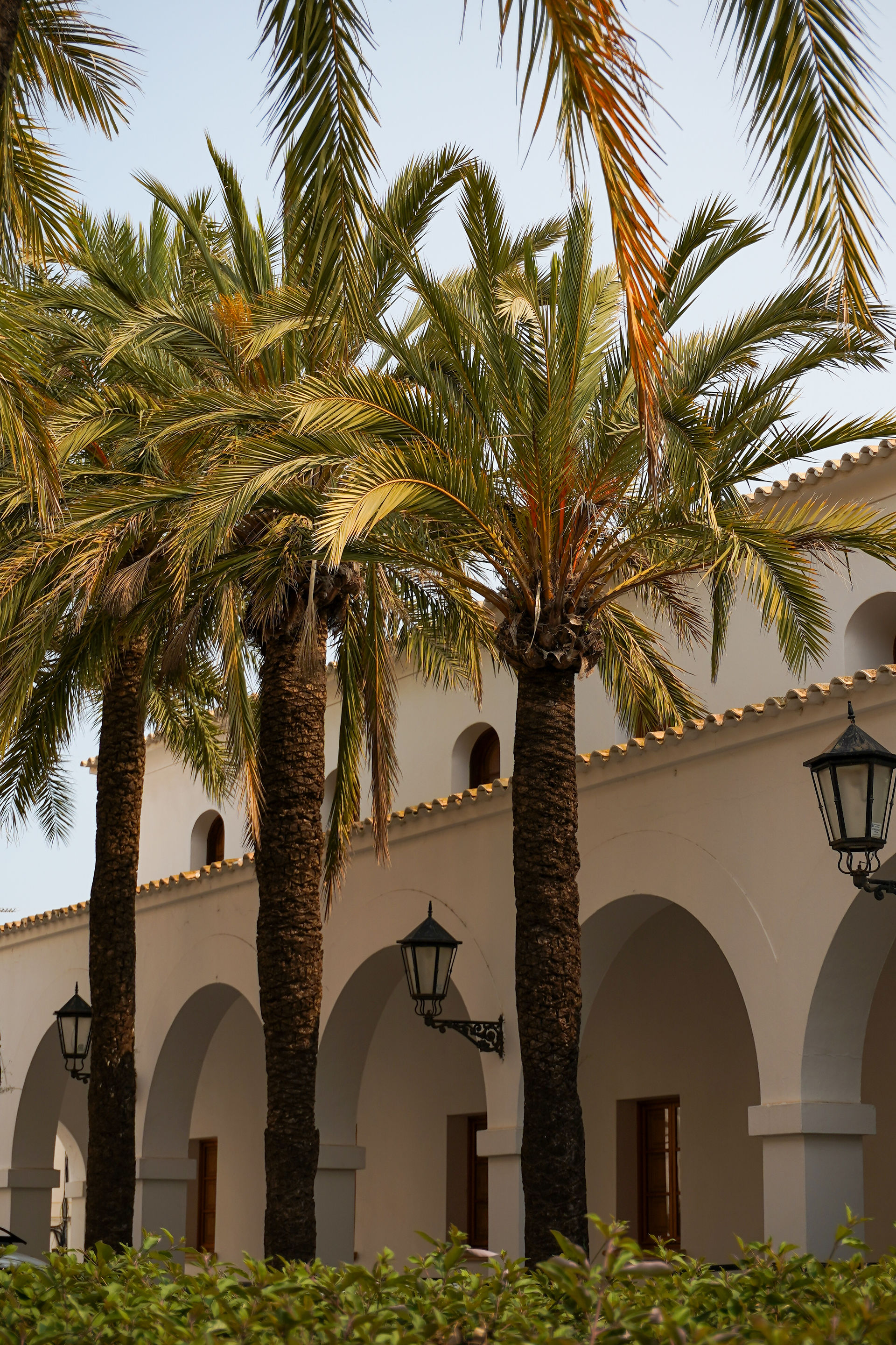 Old Town Ibiza with palm trees