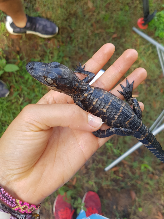 Australian television presenter and producer Amberley Lobo with a crocidile on children's tv program Totally Wild