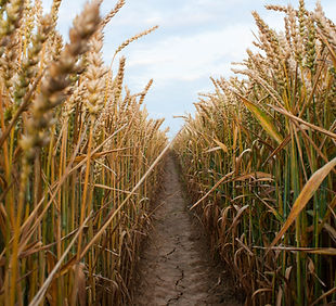Wheat Field_edited.jpg