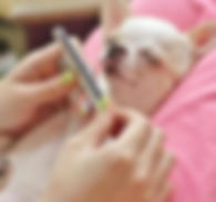 Image of dog getting a pawdicure