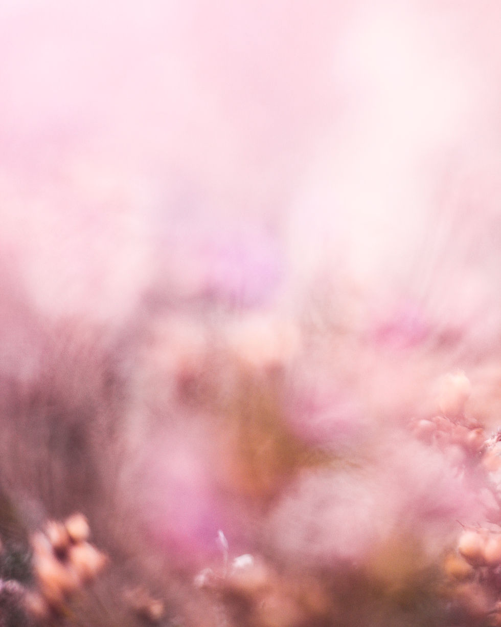 Purple Heather Print