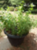 Growing Herbs for the Herb Luncheon September 2022