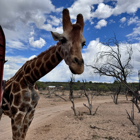 Where the wild things are