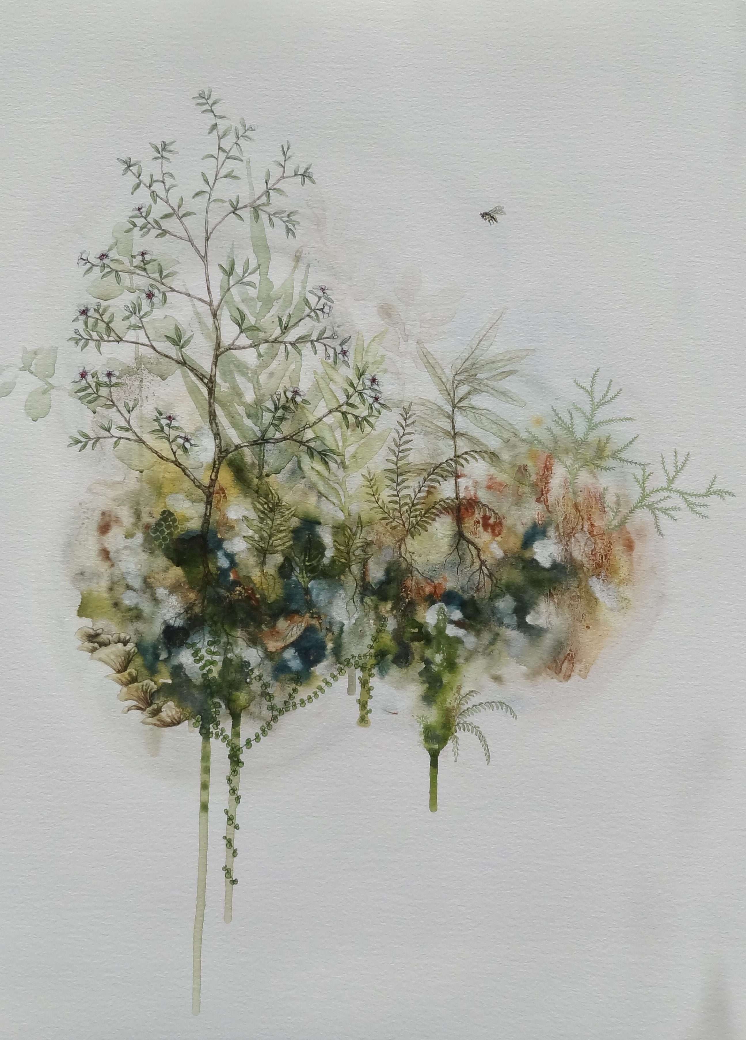 Mānuka & bee botanical watercolour giclee print