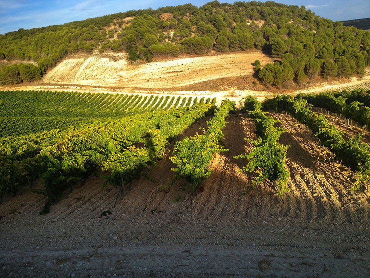 comprar-vino.jpeg