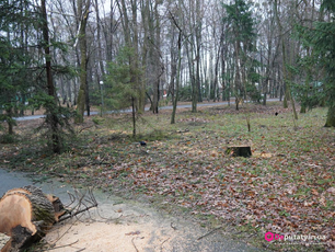 Дирекція Центрального парку: некомпетентні чи шкідники?