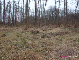 П’ятничанський парк: мертва хвоя, дерево кохання та панський клен
