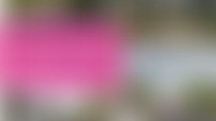 Оцінювати зелені насадження у Вінниці буде ФОП із Запоріжжя з сумнівною репутацією