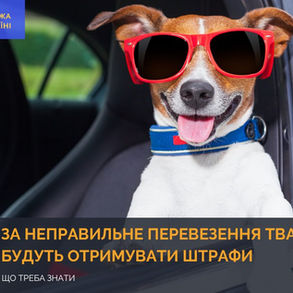 За неправильне перевезення тварин водії будуть отримувати штрафи: що треба знати