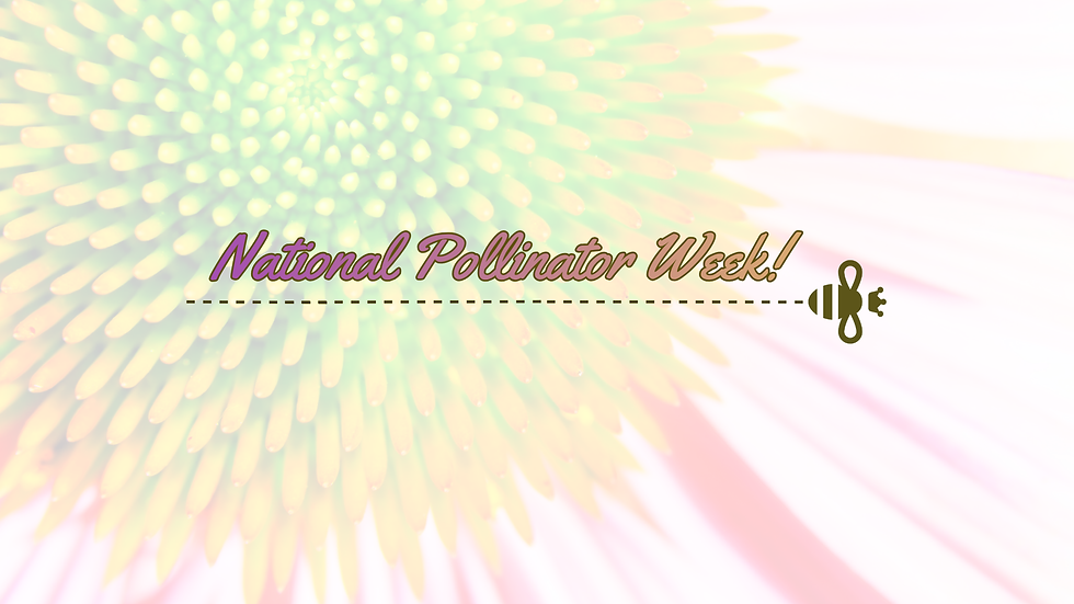 Celebrate National Pollinator Week! 