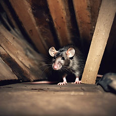 rat in attic.jpg