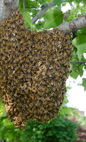 A swarm of European honey bees clinging to a tree.jpg