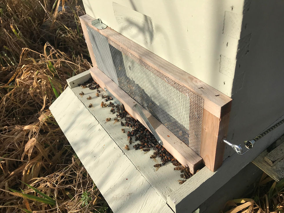 Thumbnail: 2026 Fall Beginning Beekeeping Class