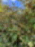 Silver Thorn Bush