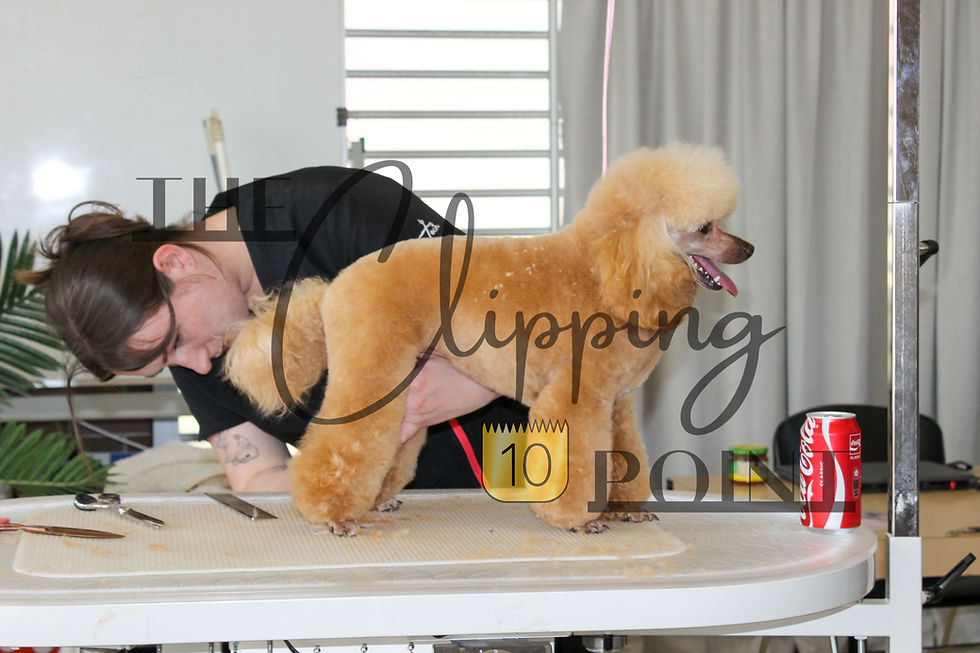 The Crumb 2026 Poodle — Photo 35