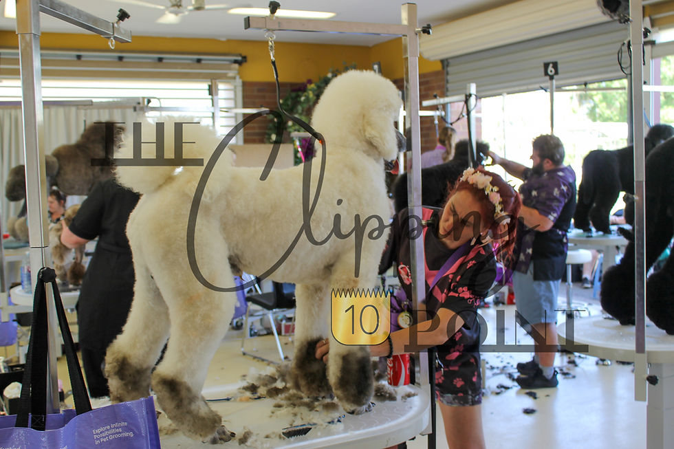 The Crumb 2026 Poodle — Photo 37