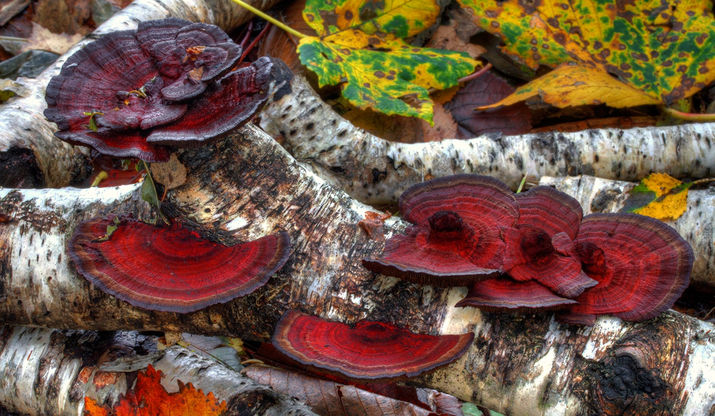 Daedalea confragosa var. tricolor