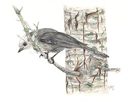 Gray Jay watercolor painting