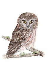 Northern Saw-Whet Owl Promo.jpg