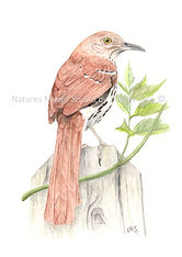 Brown Thrasher watercolor painting