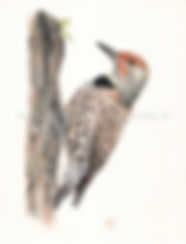 Northern Flicker watercolor painting