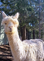 Poppy - Suri Alpaca