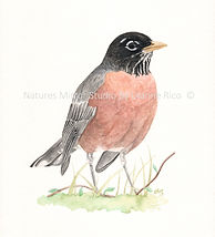 American Robin watercolor painting